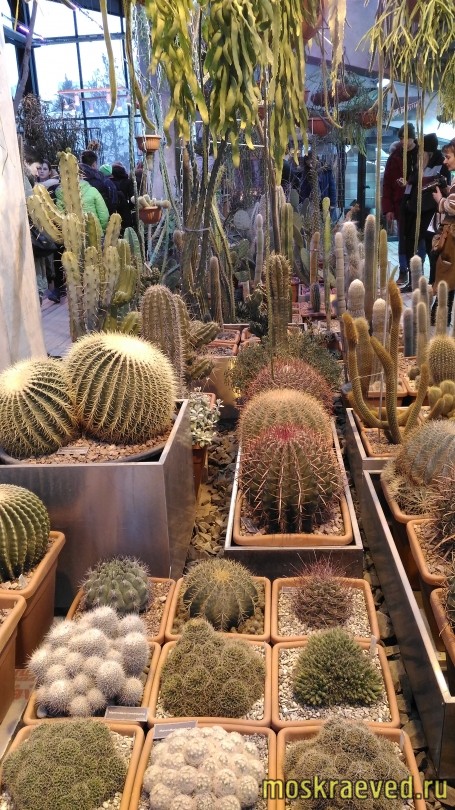 kaktusy-1