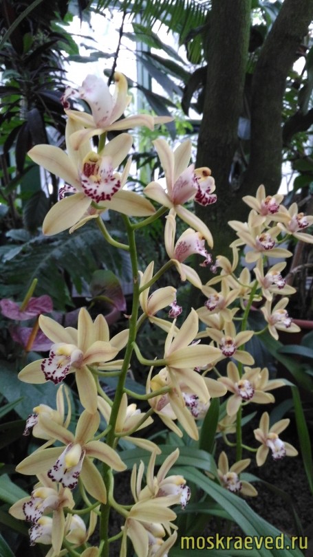 orhideja-3