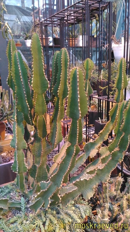 kaktusy-3